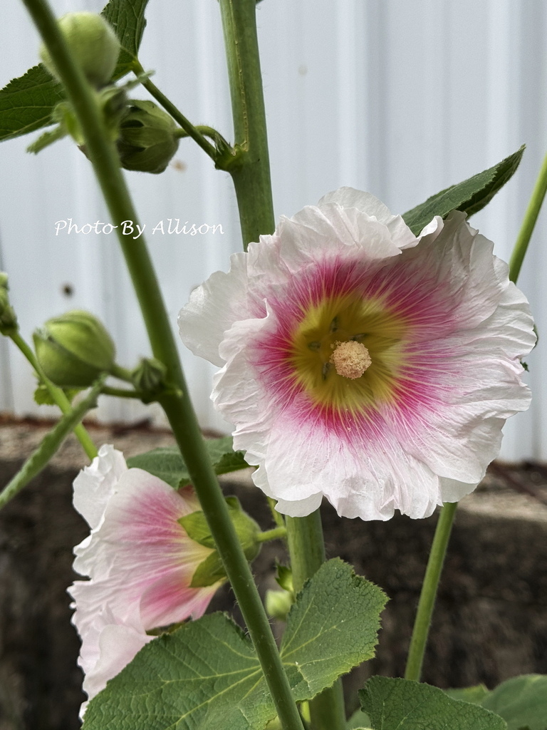 －＞ 「一日一花開，今日花正好」--- 3月蜀葵花開