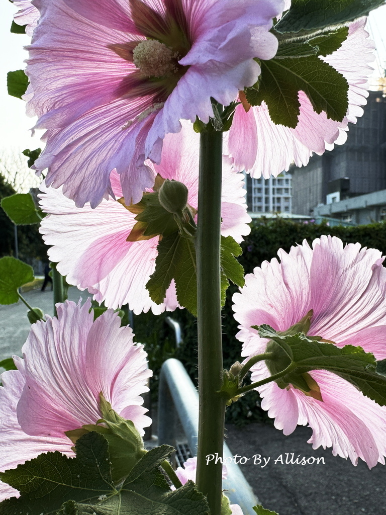 －＞ 「一日一花開，今日花正好」--- 3月蜀葵花開