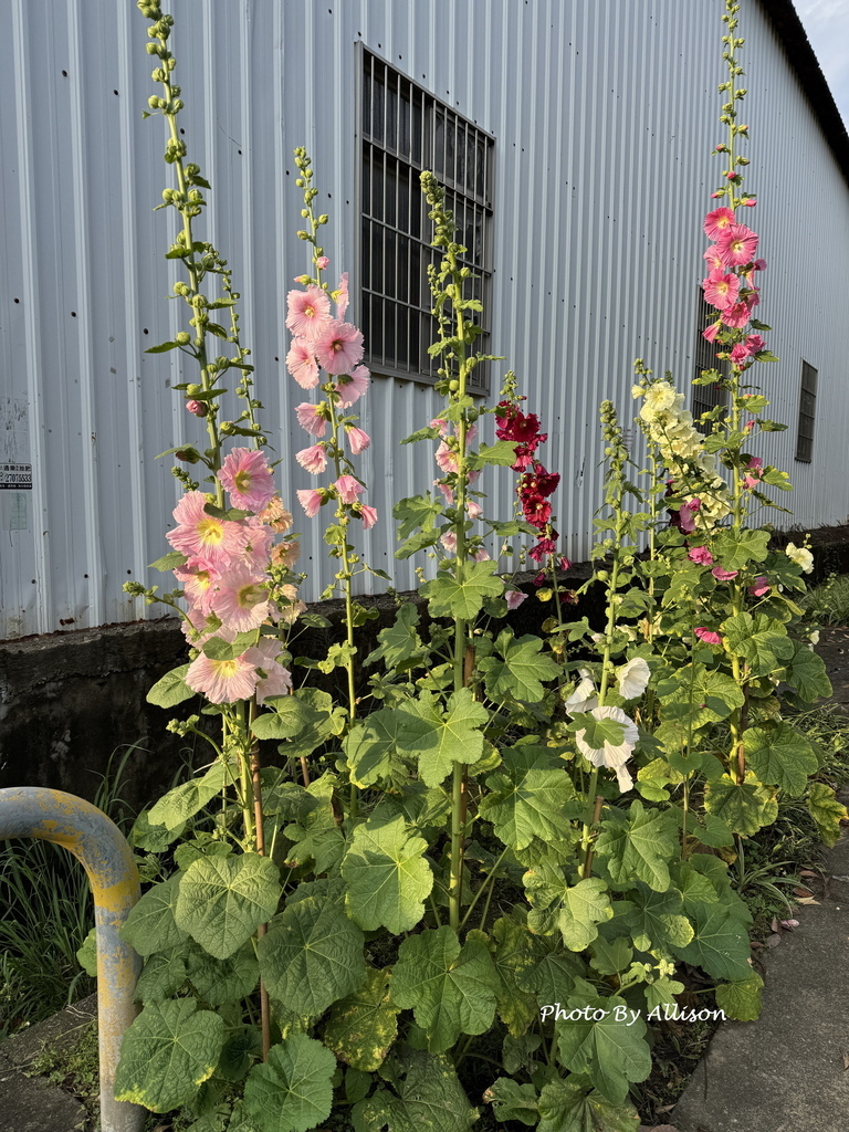 －＞ 「一日一花開，今日花正好」--- 3月蜀葵花開