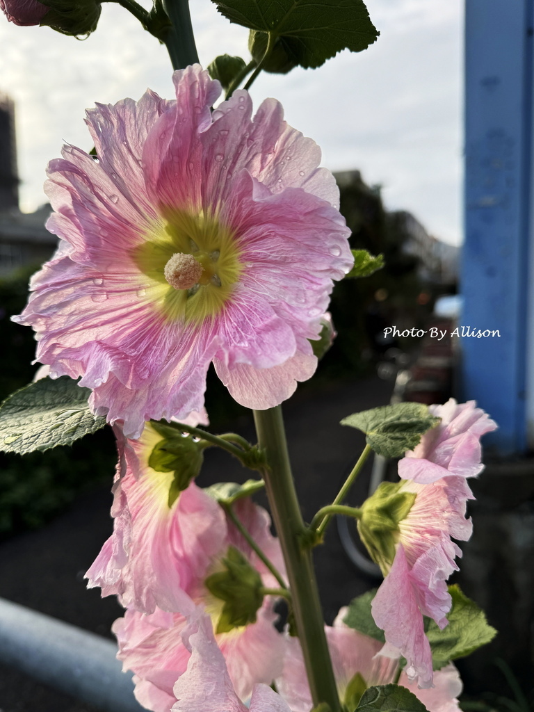 －＞ 「一日一花開，今日花正好」--- 3月蜀葵花開