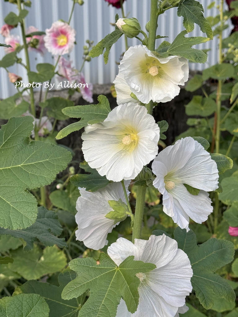 －＞ 「一日一花開，今日花正好」--- 3月蜀葵花開
