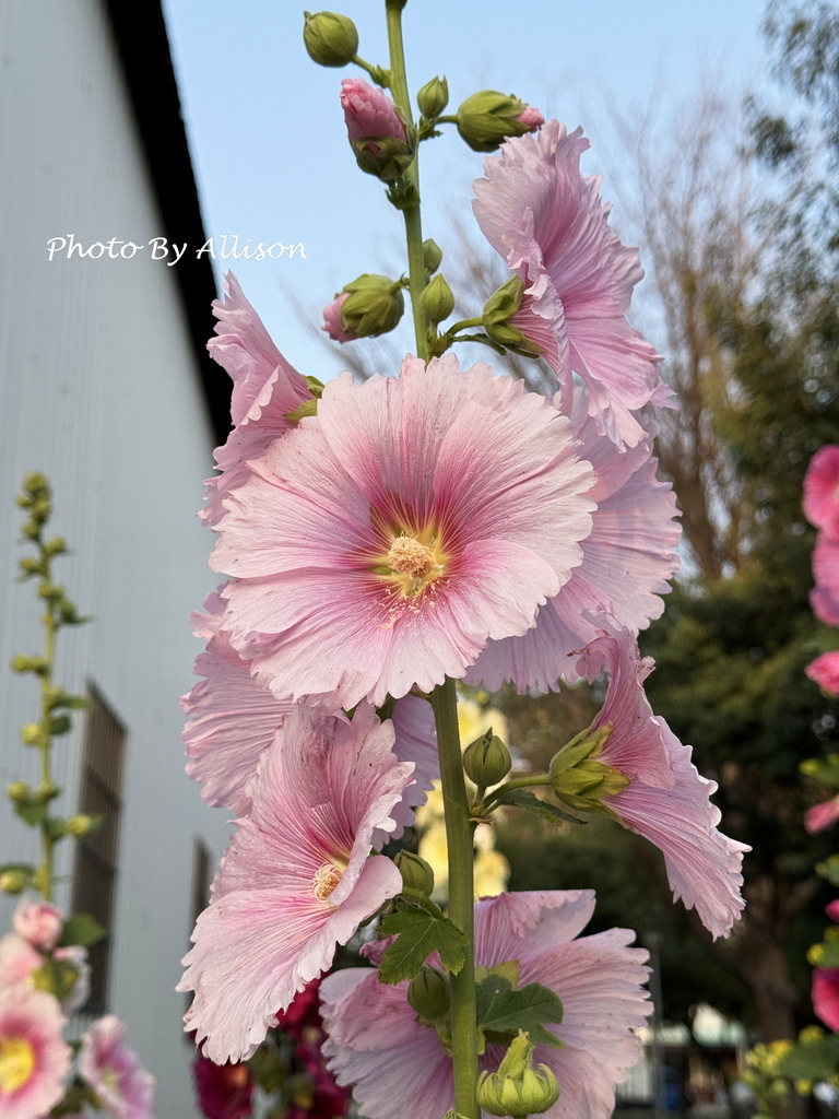 －＞ 「一日一花開，今日花正好」--- 3月蜀葵花開