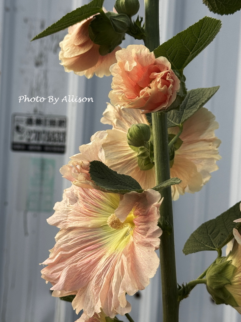 －＞ 「一日一花開，今日花正好」--- 3月蜀葵花開