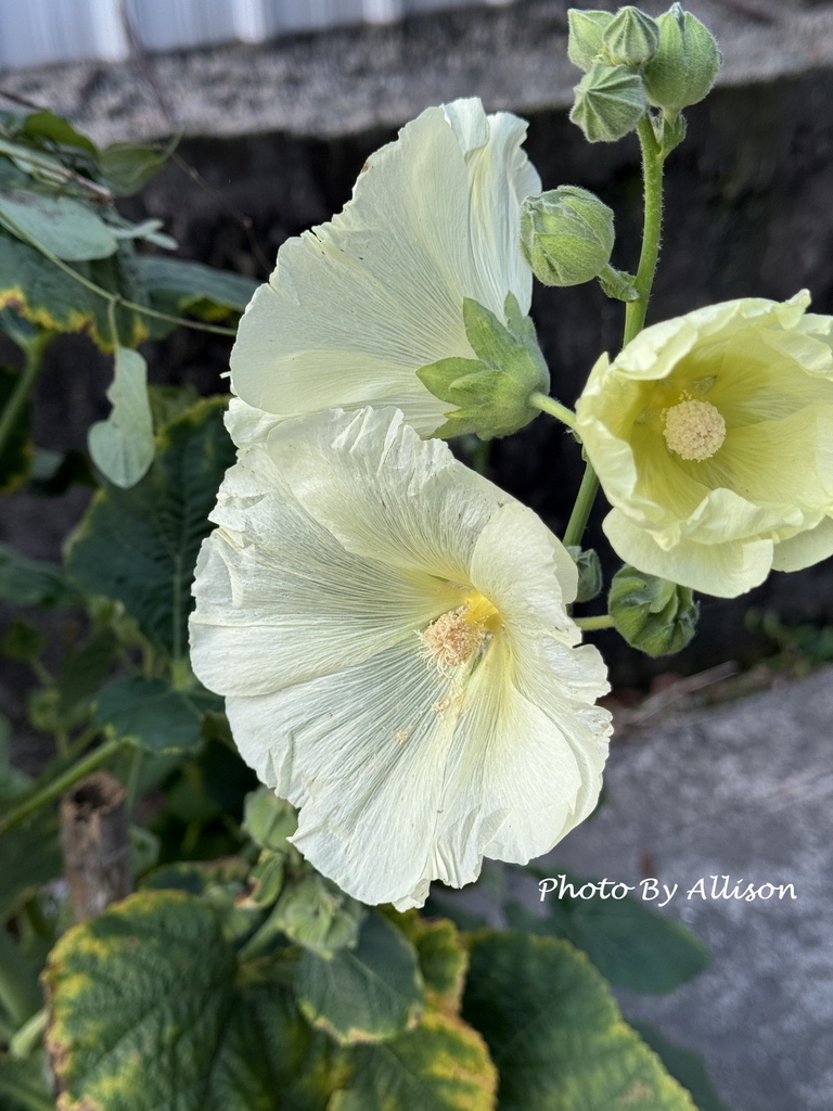 －＞ 「一日一花開，今日花正好」--- 3月蜀葵花開