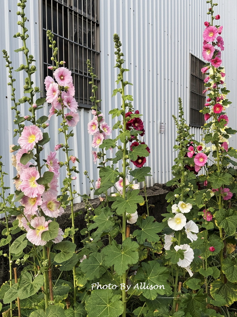 －＞ 「一日一花開，今日花正好」--- 3月蜀葵花開