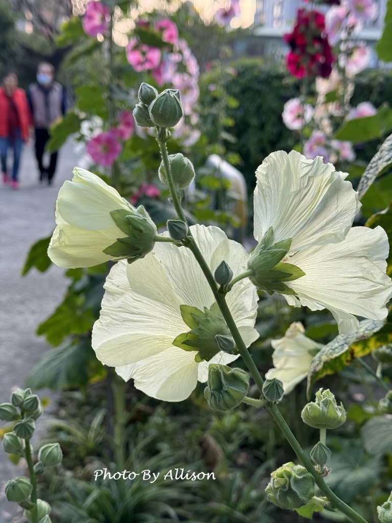 －＞ 「一日一花開，今日花正好」--- 3月蜀葵花開