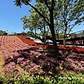 IMG_7576.JPG