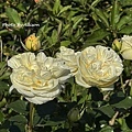 IMG_7639.JPG
