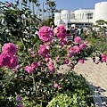 IMG_7646.JPG