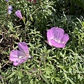 IMG_7654.JPG