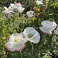 IMG_7660.JPG