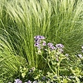 IMG_7685.JPG