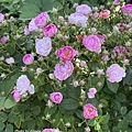 IMG_7701.JPG