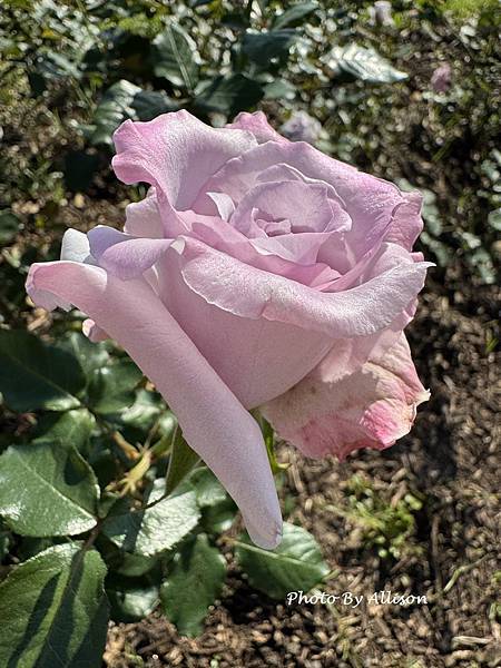 IMG_7703.JPG