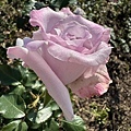 IMG_7703.JPG