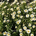 IMG_7715.JPG