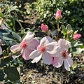 IMG_7767.JPG