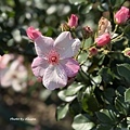IMG_E7757.JPG