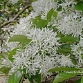 DSC01449.JPG