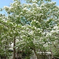DSC01492.JPG