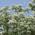 DSC01495.JPG