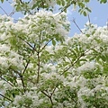 DSC01499.JPG