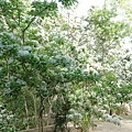 DSC01527.JPG