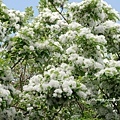 DSC01529.JPG