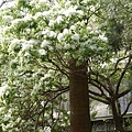 DSC01531.JPG