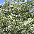 IMG_8075.JPG