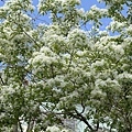 IMG_8078.JPG