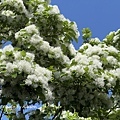 IMG_8128.JPG