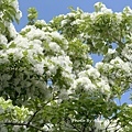 IMG_8129.JPG