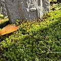 IMG_7588.JPG