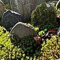 IMG_7592.JPG