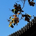 IMG_7636.JPG