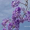 DSC01586.JPG