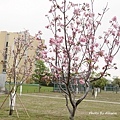 DSC01620.JPG