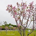 DSC01649.JPG