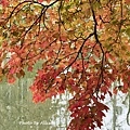 IMG_9039.JPG