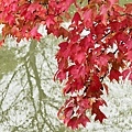 IMG_9040.JPG