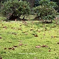 IMG_9117.JPG