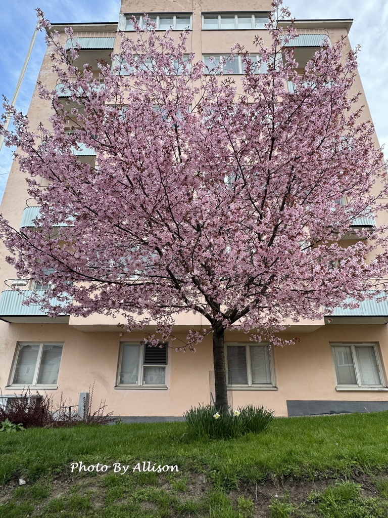－＞前進赫爾辛基：一座讓人放鬆 悠閒 歡喜 的城市 & 5月