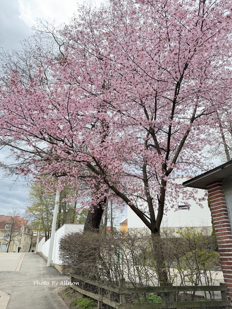 －＞前進赫爾辛基：一座讓人放鬆 悠閒 歡喜 的城市 & 5月