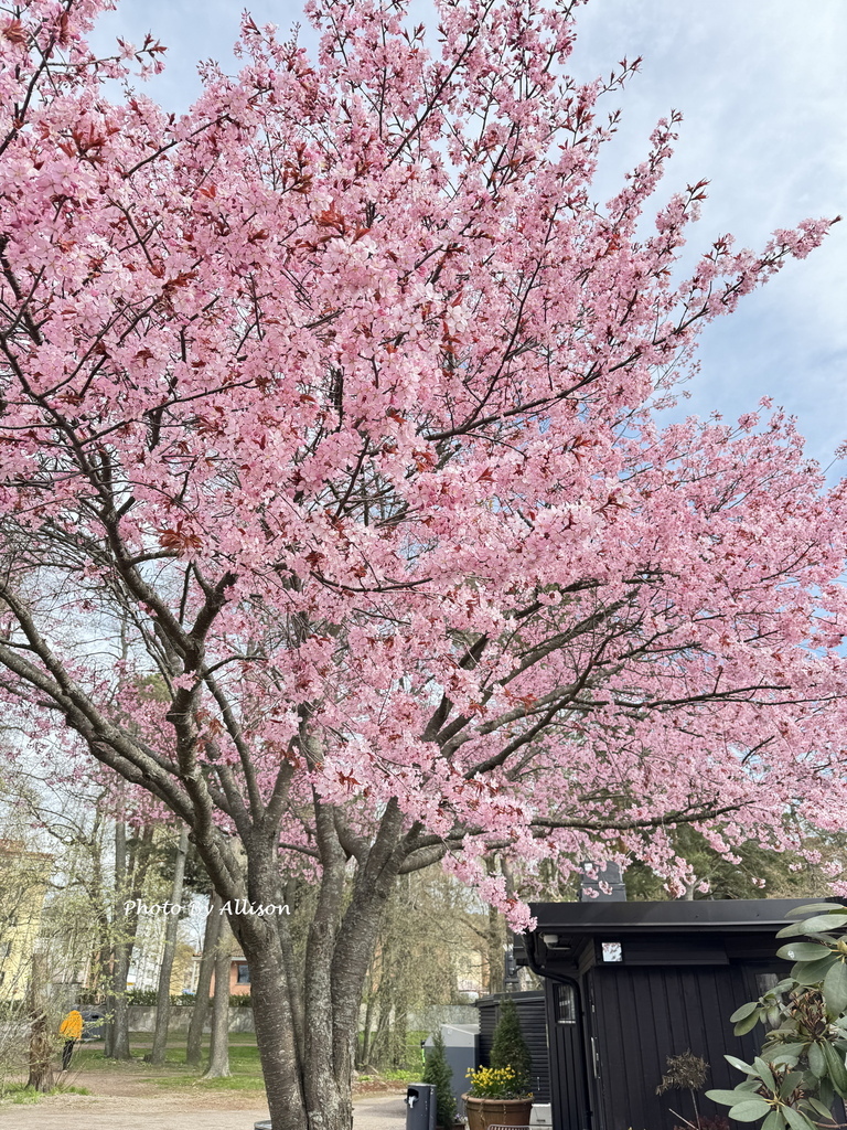 －＞前進赫爾辛基：一座讓人放鬆 悠閒 歡喜 的城市 & 5月