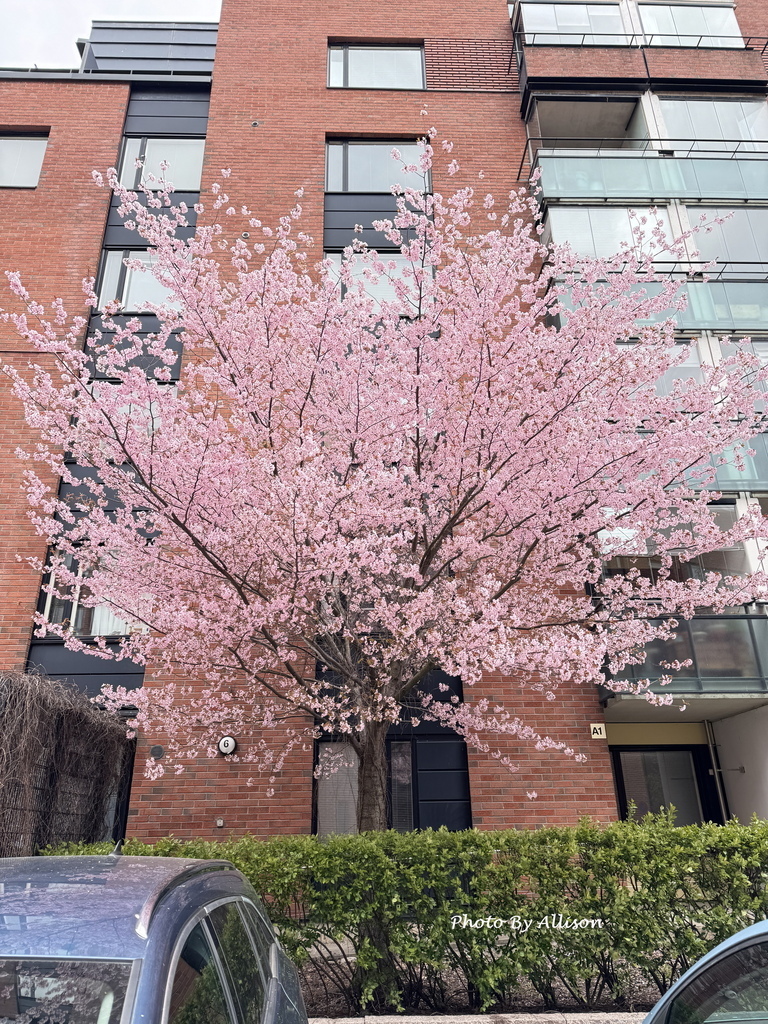 －＞前進赫爾辛基：一座讓人放鬆 悠閒 歡喜 的城市 & 5月