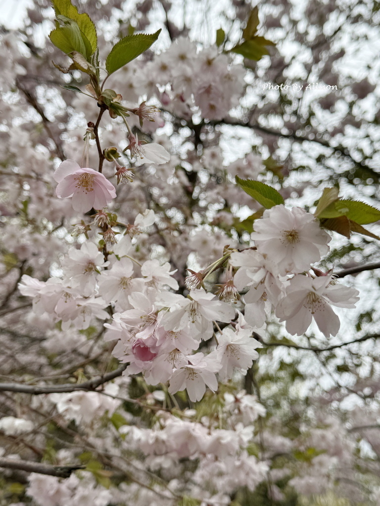－＞前進赫爾辛基：一座讓人放鬆 悠閒 歡喜 的城市 & 5月