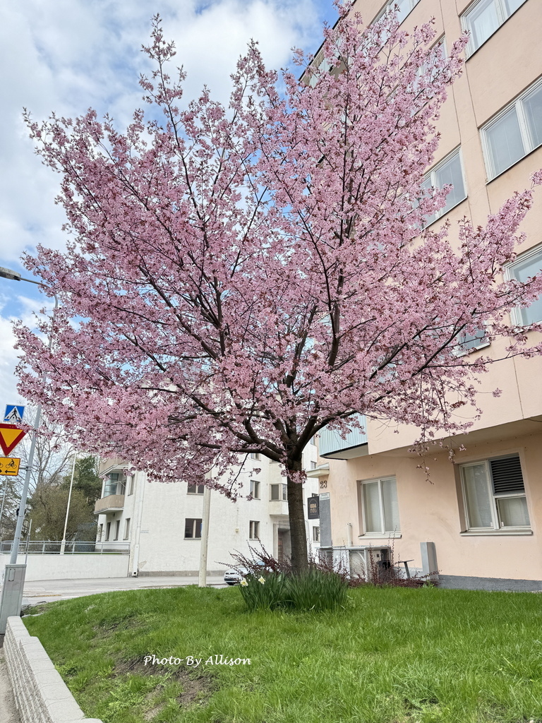 －＞前進赫爾辛基：一座讓人放鬆 悠閒 歡喜 的城市 & 5月