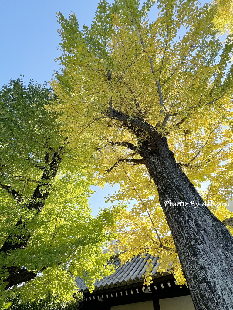 －＞「東本願寺」賞銀杏