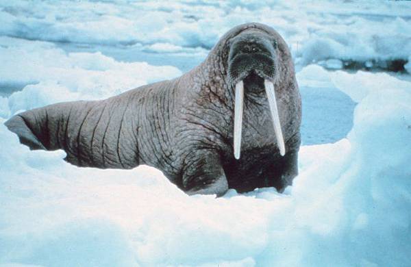 Walrus